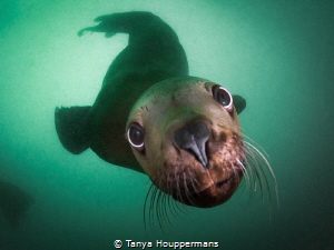 Sea Lion Smooch - A Steller sea lion in the waters off of... by Tanya Houppermans 